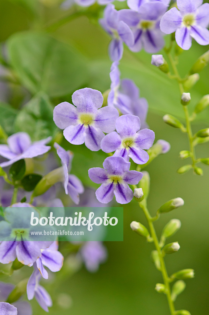 521513 - Vanillier de Cayenne (Duranta erecta)