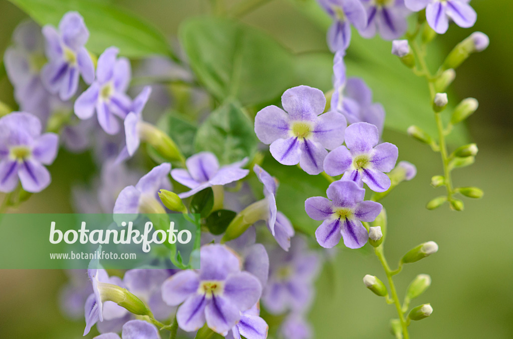 521514 - Vanillier de Cayenne (Duranta erecta)