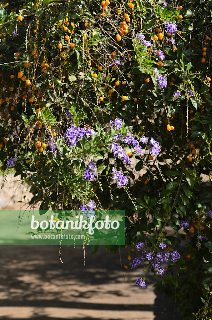 564041 - Vanillier de Cayenne (Duranta erecta)