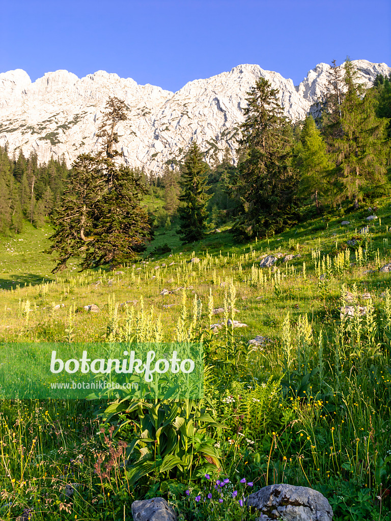 439235 - Vérâtre blanc (Veratrum album), réserve naturelle de Kaisergebirge, Autriche