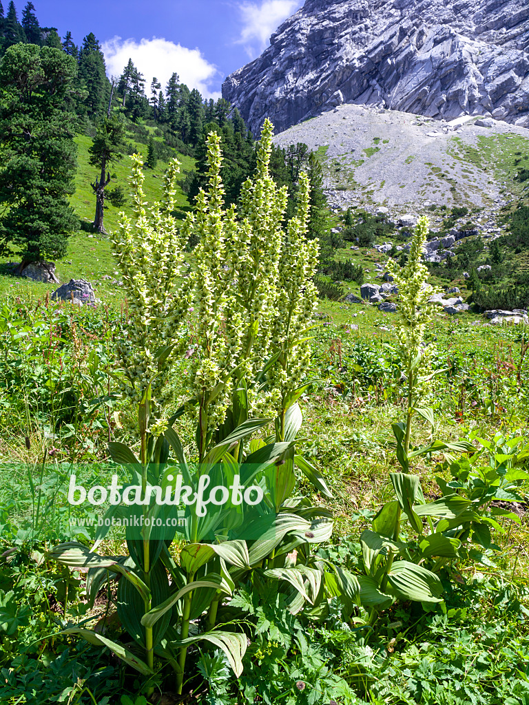 439340 - Vérâtre blanc (Veratrum album), réserve naturelle de Wettersteingebirge, Allemagne