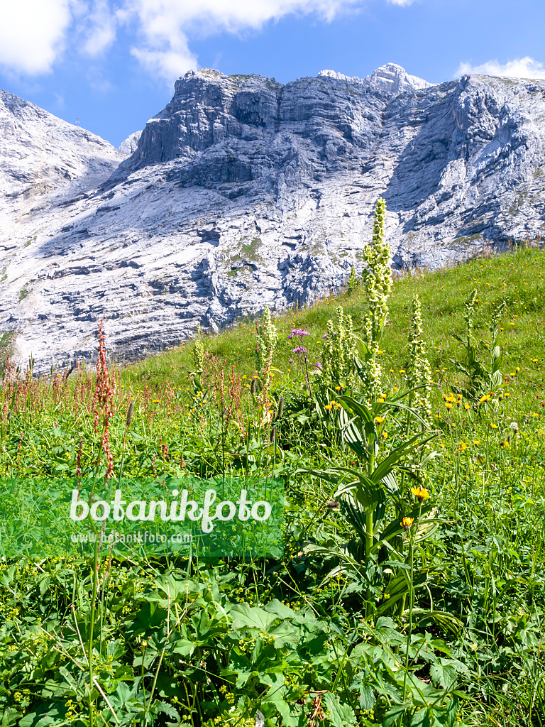 439343 - Vérâtre blanc (Veratrum album), réserve naturelle de Wettersteingebirge, Allemagne