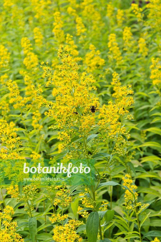 511140 - Verge d'or à tige zigzaguante (Solidago flexicaulis)