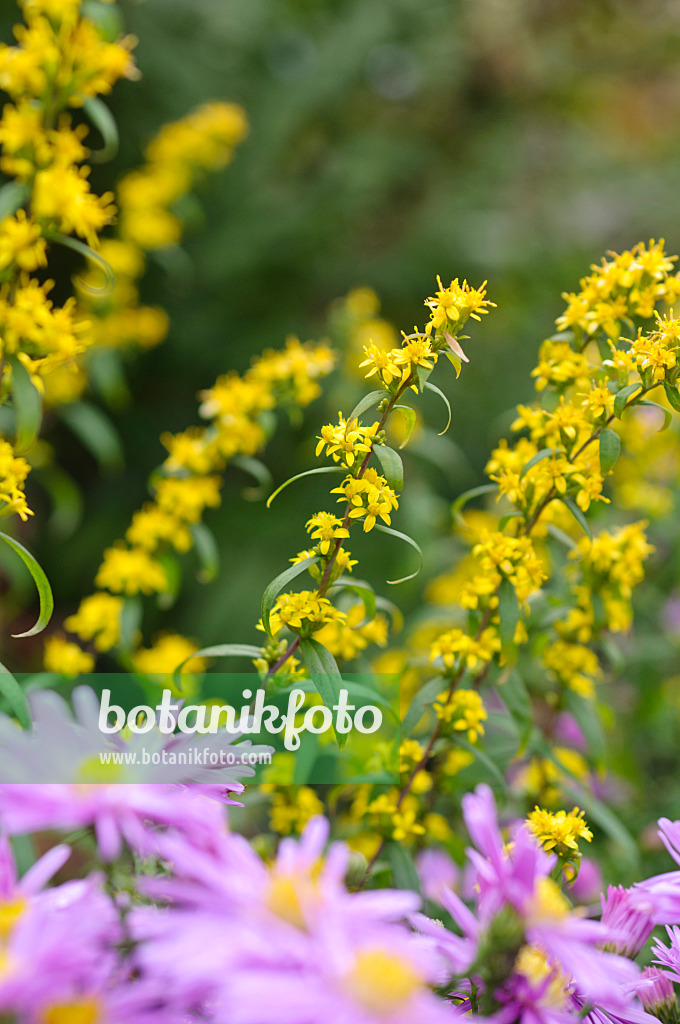 489118 - Verge d'or bleuâtre (Solidago caesia)