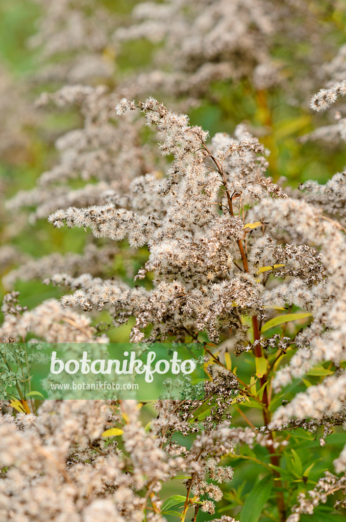 525026 - Verge d'or du Canada (Solidago canadensis)