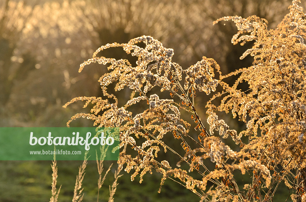 526036 - Verge d'or du Canada (Solidago canadensis)