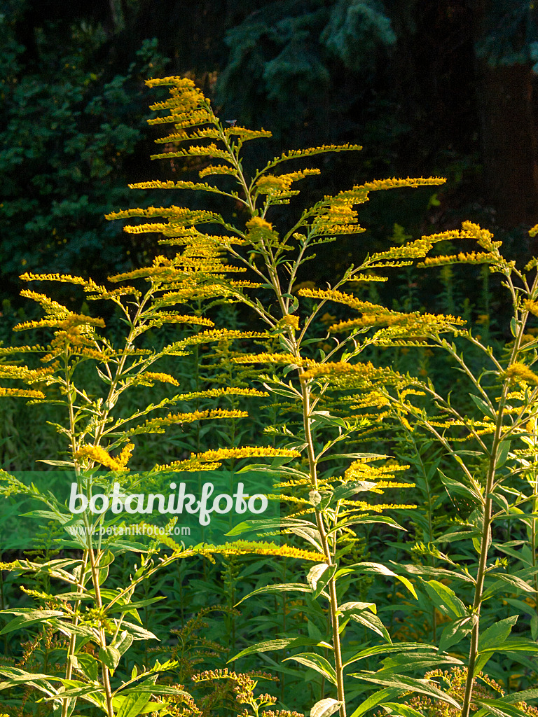 404034 - Verge d'or du Canada (Solidago canadensis var. scabra)