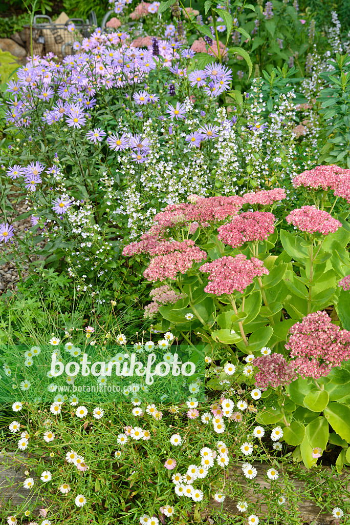 545065 - Vergerette de Karvinski (Erigeron karvinskianus), aster (Aster amellus 'Rudolf Goethe'), calament faux népéta (Calamintha nepeta) et orpin reprise (Sedum telephium 'Herbstfreude' syn. Hylotelephium telephium 'Herbstfreude')