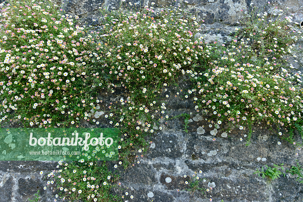 559109 - Vergerette de Karvinski (Erigeron karvinskianus)