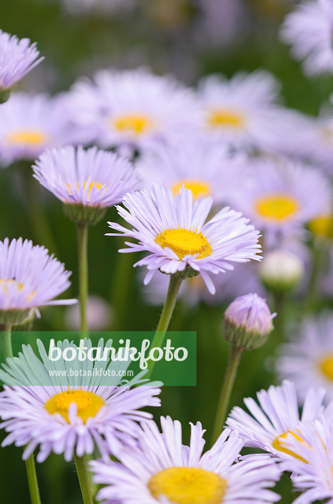 521470 - Vergerette (Erigeron glabellus)