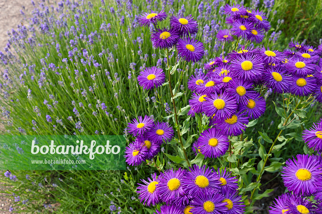 509125 - Vergerette (Erigeron speciosus 'Dominator') et lavande vrai (Lavandula angustifolia)