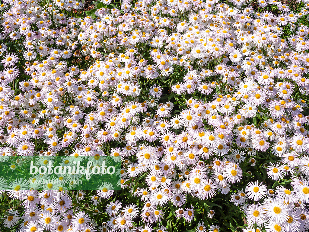 439241 - Vergerette (Erigeron speciosus 'Sommerneuschnee')