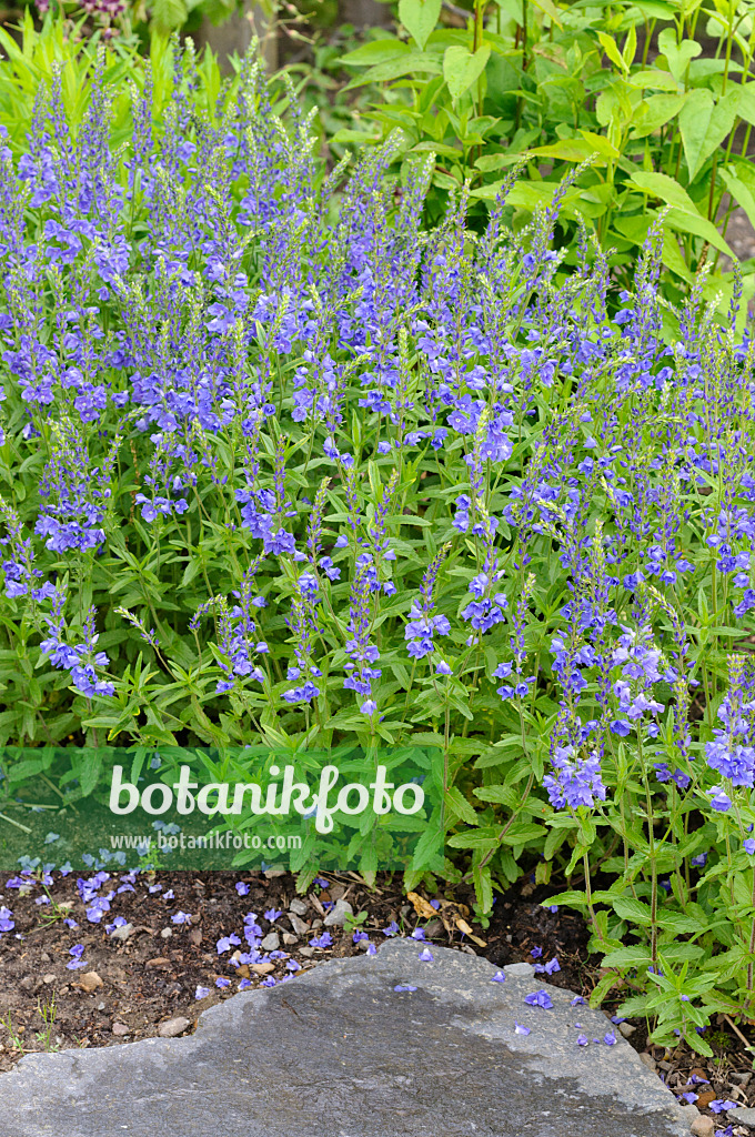 472314 - Véronique d'Autriche (Veronica austriaca var. teucrium 'Knallblau')