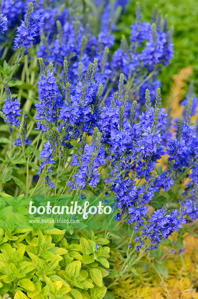 545092 - Véronique d'Autriche (Veronica austriaca var. teucrium 'Knallblau')