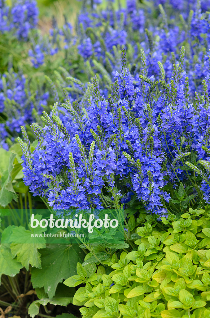 545096 - Véronique d'Autriche (Veronica austriaca var. teucrium 'Knallblau')