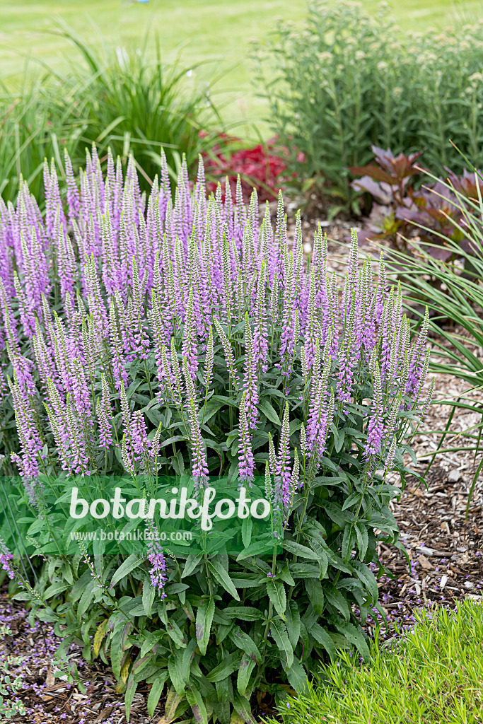 607219 - Véronique en épi (Pseudolysimachion spicatum 'Lavender Lightsaber' syn. Veronica spicata 'Lavender Lightsaber')