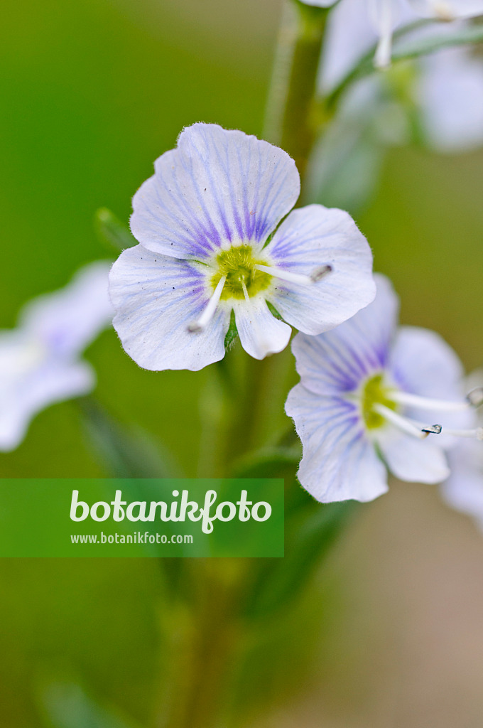 484034 - Véronique fausse-gentiane (Veronica gentianoides)