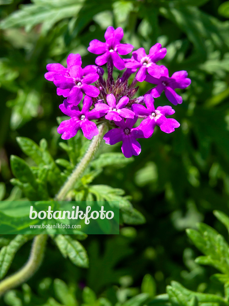 427224 - Verveine (Verbena elegans var. asperata)