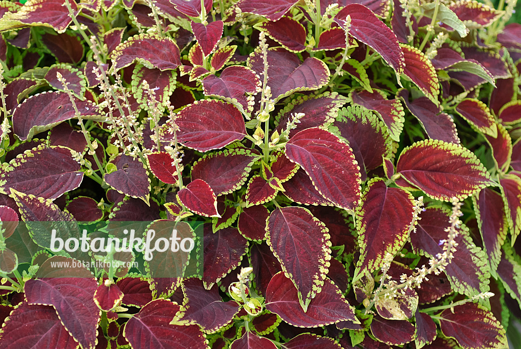 454014 - Vieux garçon (Solenostemon scutellarioides 'Fireball' syn. Coleus blumei 'Fireball')