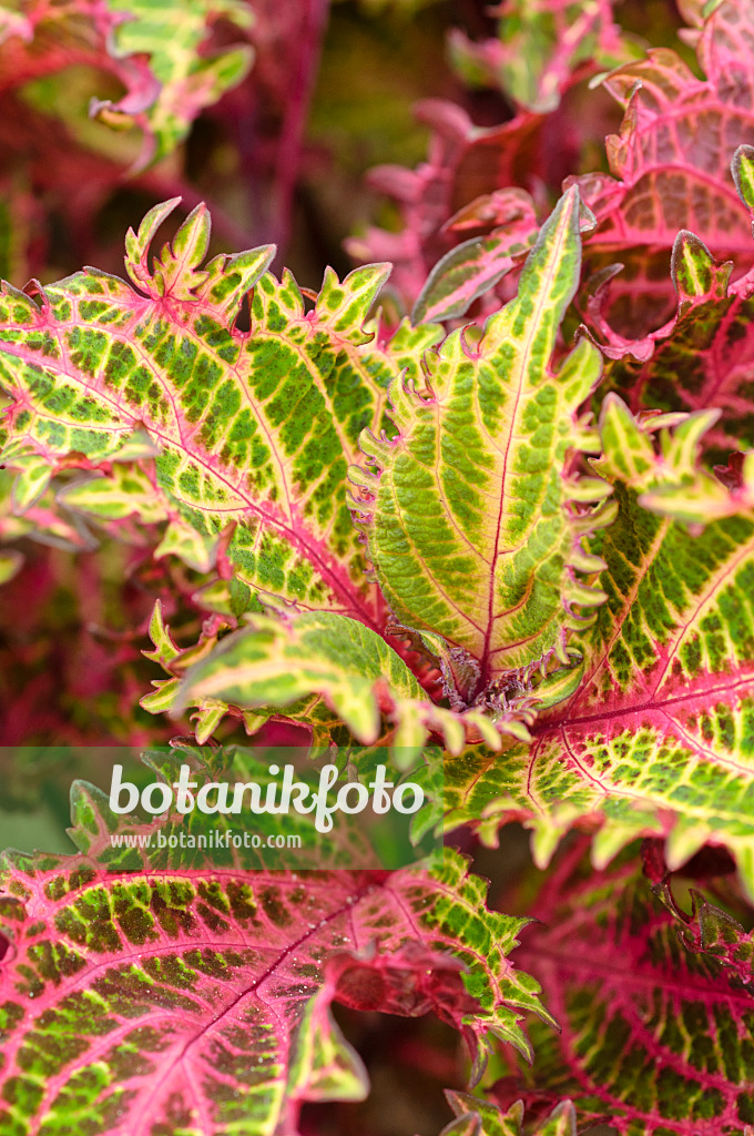 474206 - Vieux garçon (Solenostemon scutellarioides 'Bronze Age' syn. Coleus blumei 'Bronze Age')