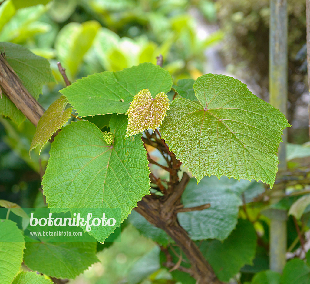 575351 - Vigne de Coignet (Vitis coignetiae)