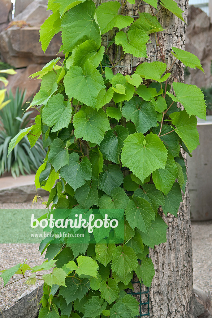 502455 - Vigne de l'Amour (Vitis amurensis)