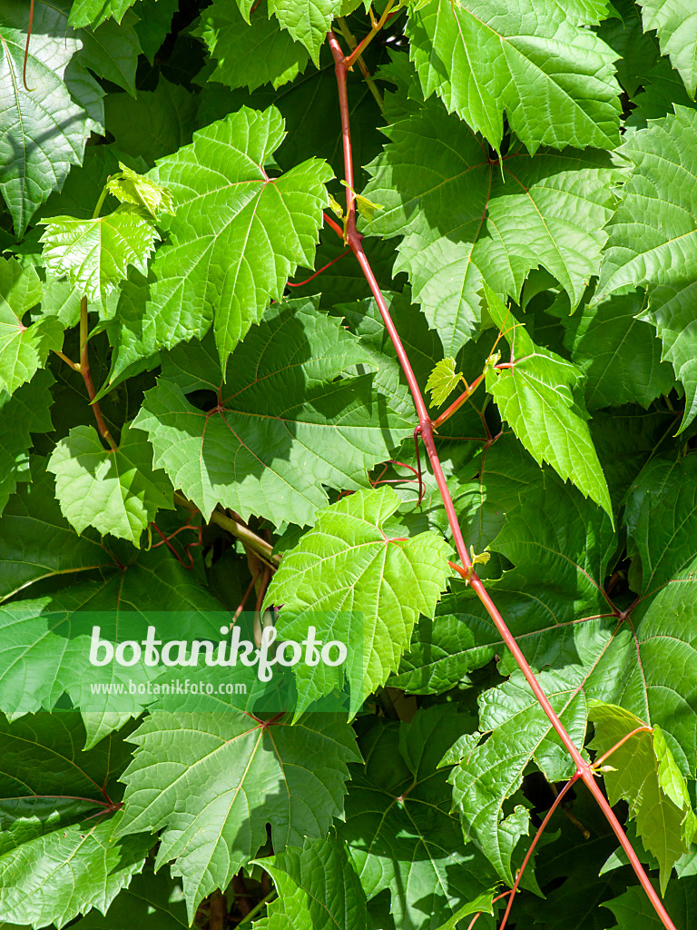 450012 - Vigne des rivages (Vitis riparia)