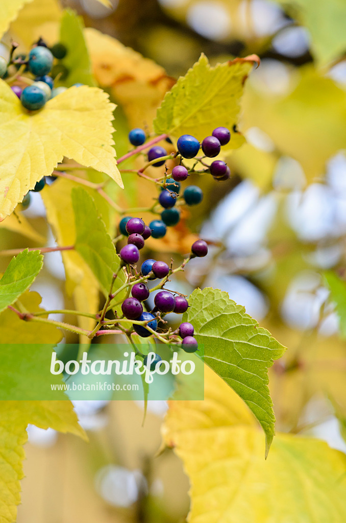 525252 - Vigne vierge à fruits bleus (Ampelopsis brevipedunculata)