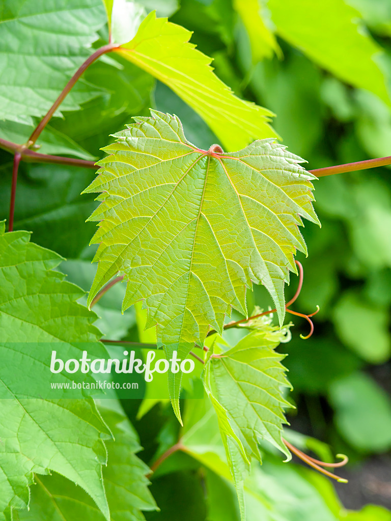 461087 - Vigne (Vitis longii)