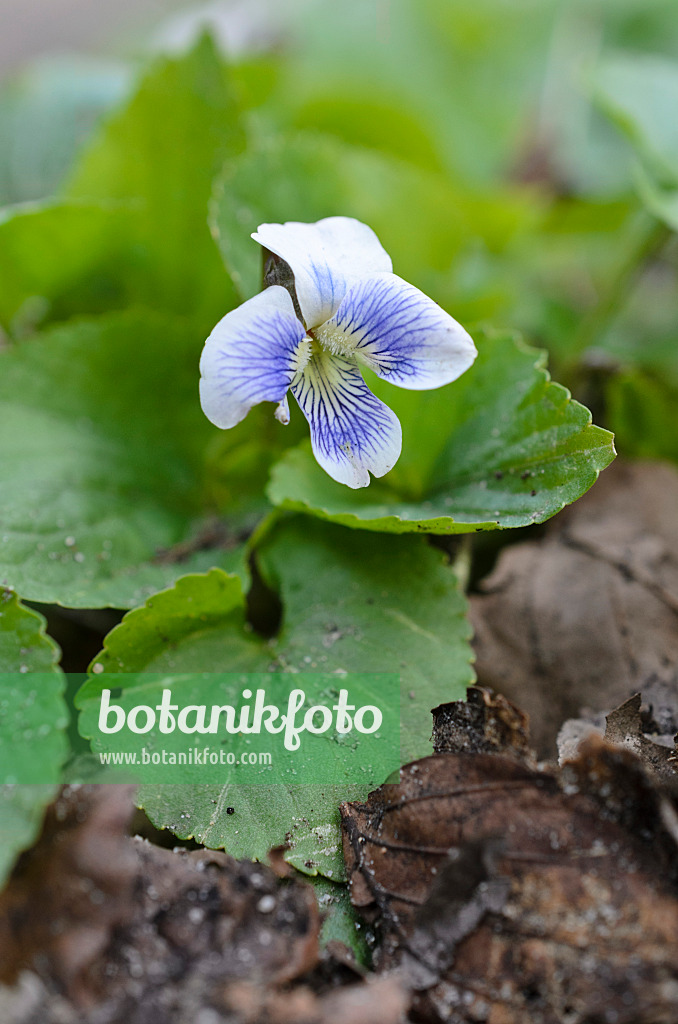 507056 - Violette de la Pentecôte (Viola sororia)