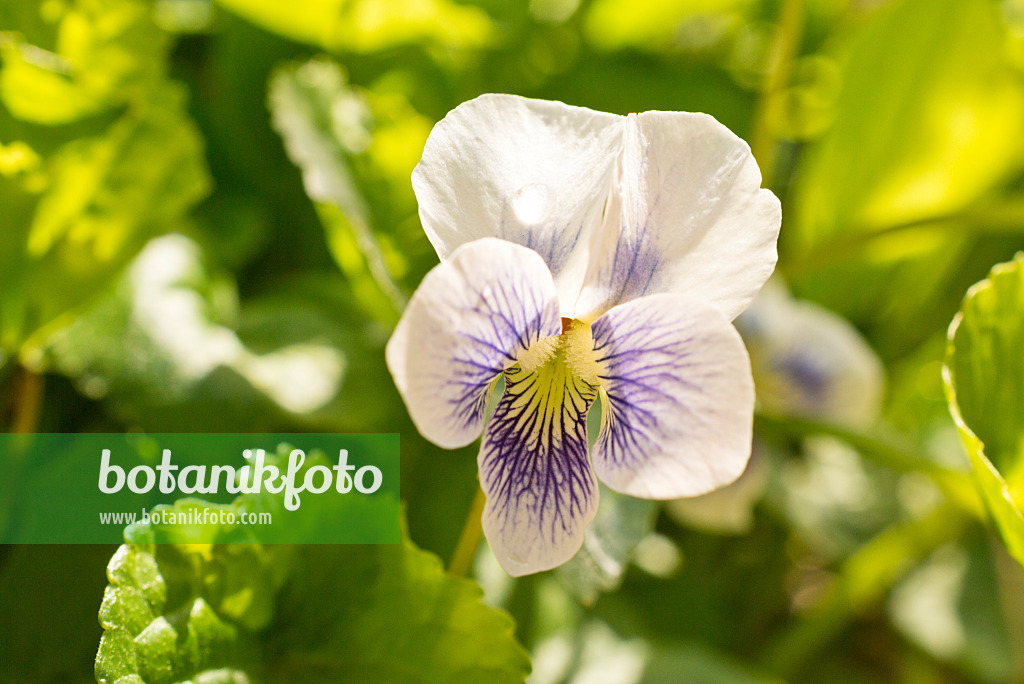 556085 - Violette de la Pentecôte (Viola sororia)