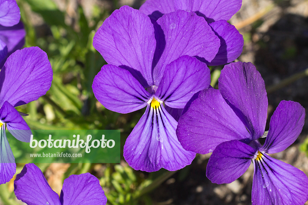 608038 - Violette (Viola dubyana)