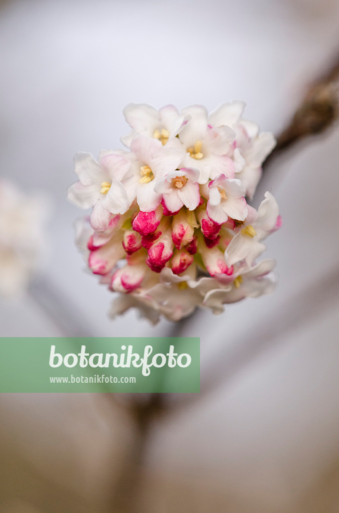 528021 - Viorne à grandes fleurs (Viburnum grandiflorum)