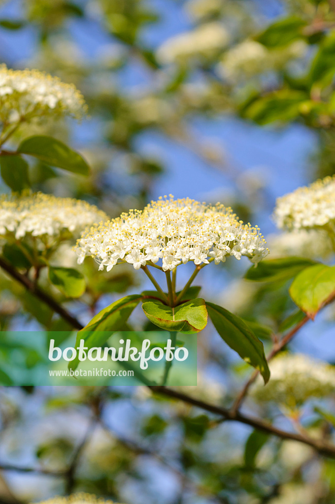 484183 - Viorne à manchettes (Viburnum lentago)