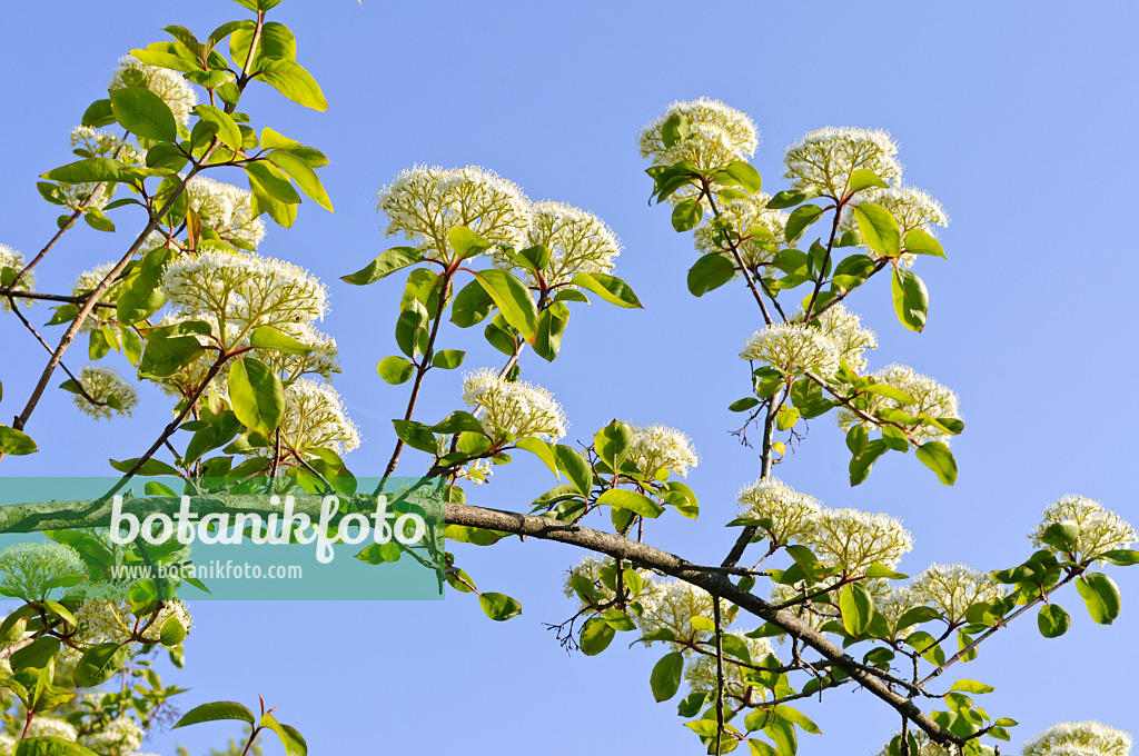 484184 - Viorne à manchettes (Viburnum lentago)