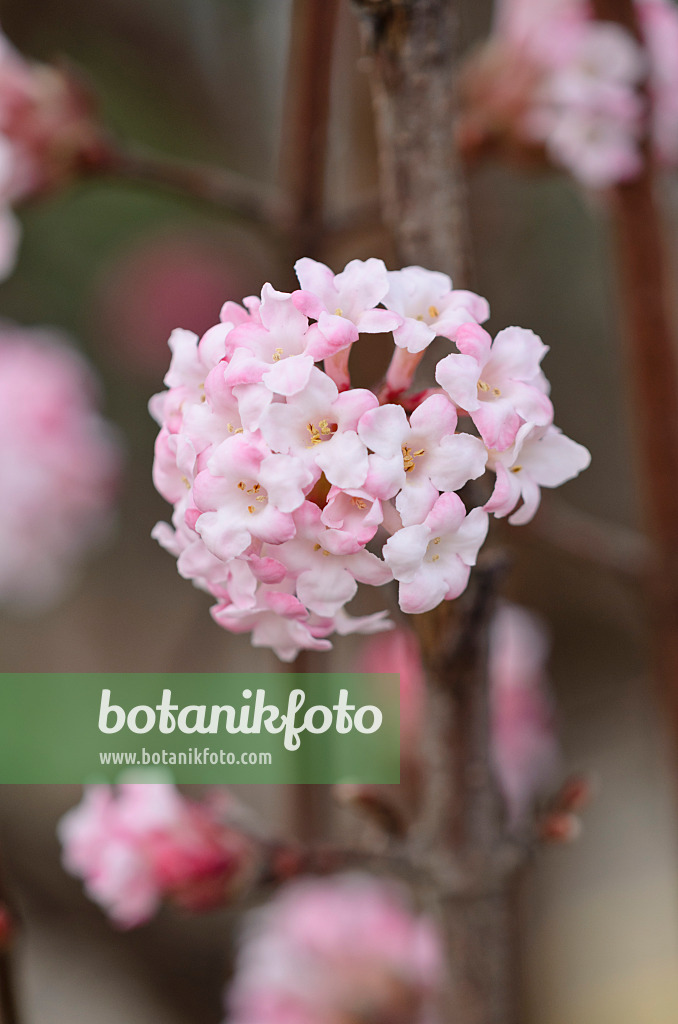 529049 - Viorne d'hiver (Viburnum x bodnantense 'Dawn')