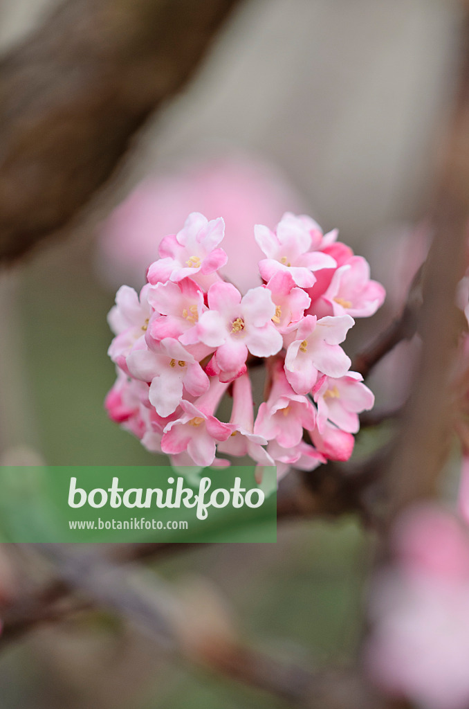 529050 - Viorne d'hiver (Viburnum x bodnantense 'Dawn')