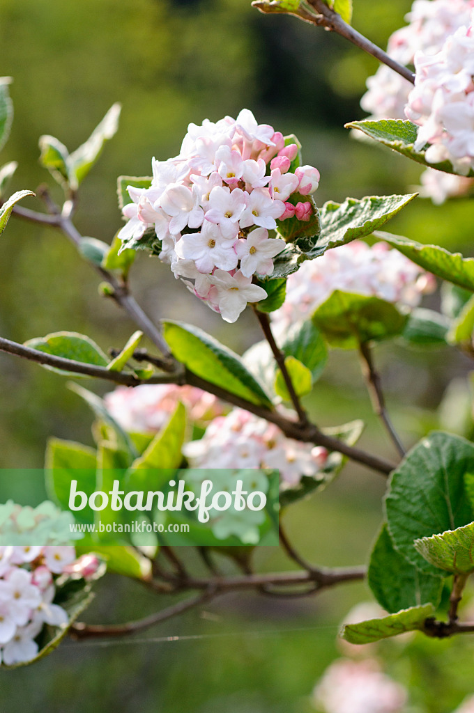 483346 - Viorne de Carles (Viburnum carlesii)