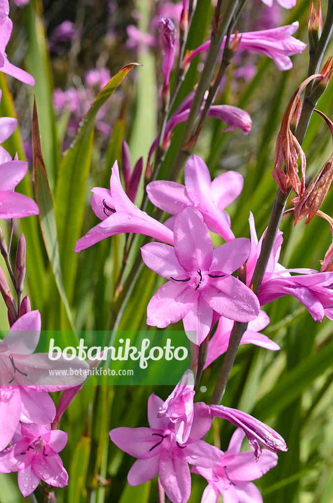 508450 - Watsonia borbonica subsp. ardernei