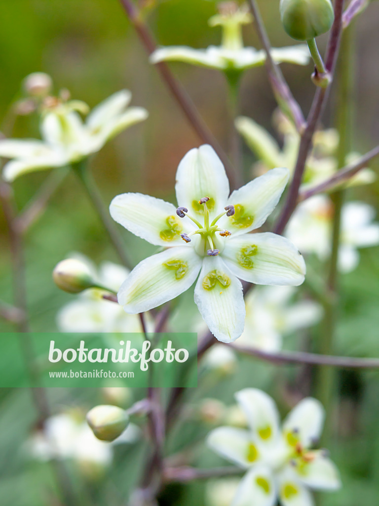 462199 - Zigadène élégant (Zigadenus elegans syn. Anticlea elegans)