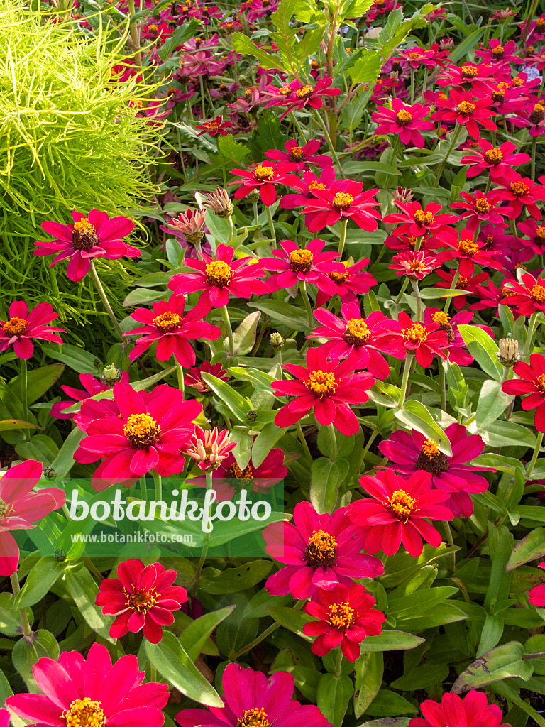 405023 - Zinnia du Mexique (Zinnia angustifolia 'Profusion Cherry')