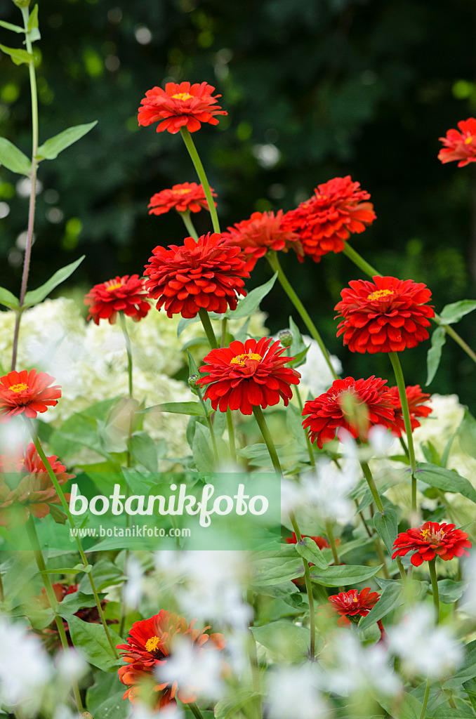 523030 - Zinnia élégant (Zinnia violacea 'Scarlet Flame' syn. Zinnia elegans 'Scarlet Flame')