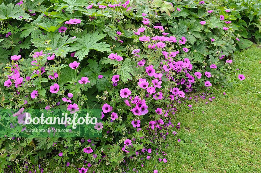 521425 - Armenischer Storchschnabel (Geranium psilostemon)