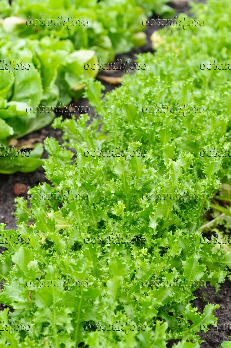 Bilder Batavia-Salat - Bilder von Pflanzen und Gärten - botanikfoto