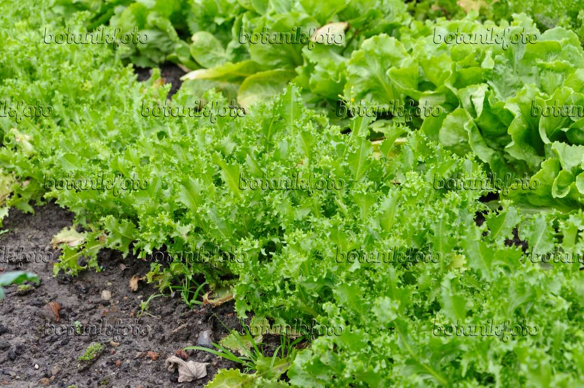 Bild Batavia-Salat (Lactuca sativa var. capitata &amp;#39;Teide&amp;#39;) - 489020 ...