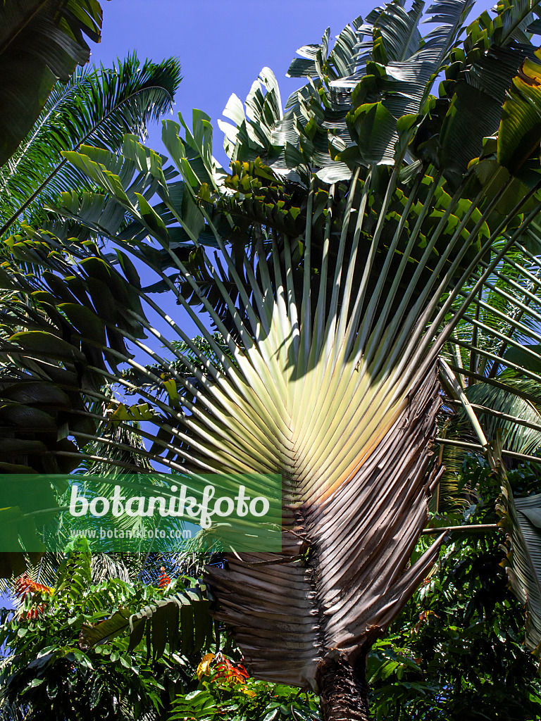 Image Traveller's tree (Ravenala madagascariensis) - 434309 - Images of  Plants and Gardens - botanikfoto