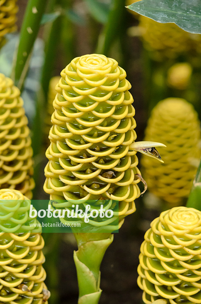 Bild Bienenkorb Ingwer Zingiber Spectabilis Bilder Und Videos Von Pflanzen Und Garten Botanikfoto