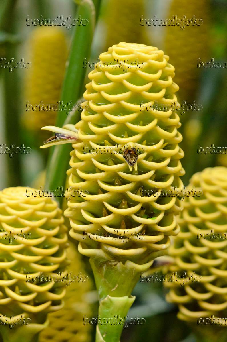 Bild Bienenkorb Ingwer Zingiber Spectabilis 5350 Bilder Und Videos Von Pflanzen Und Garten Botanikfoto