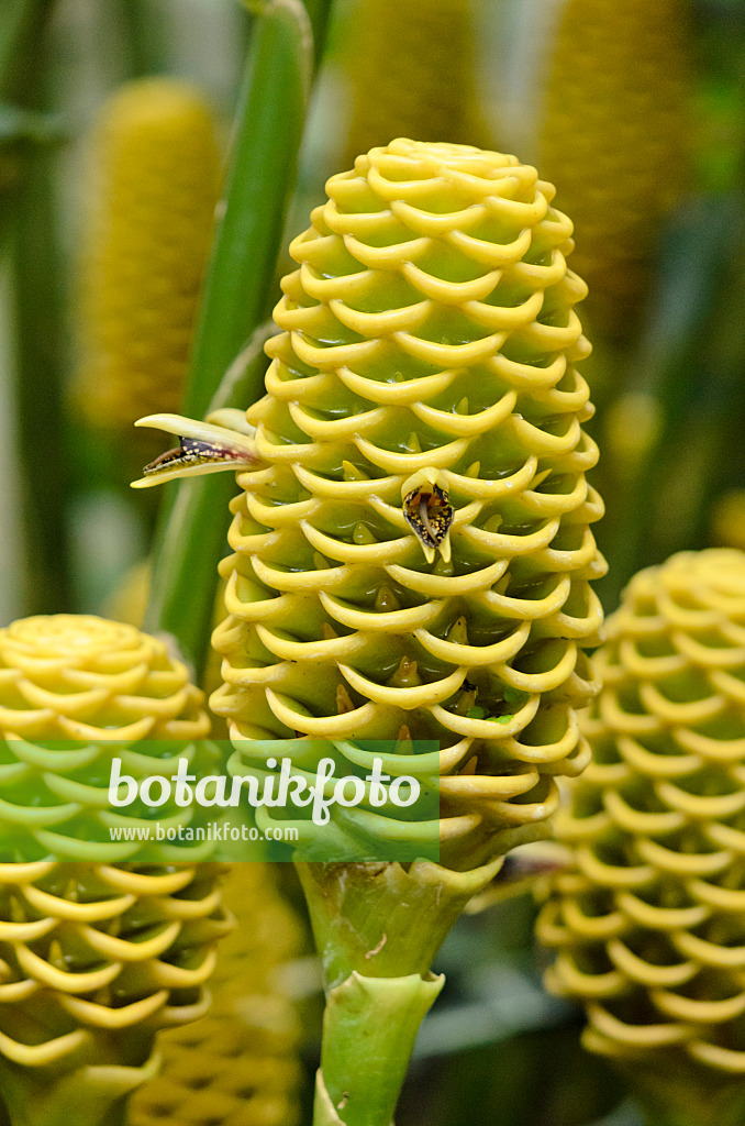 Bild Bienenkorb Ingwer Zingiber Spectabilis 5350 Bilder Und Videos Von Pflanzen Und Garten Botanikfoto