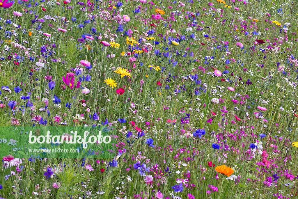 Bild Blumenwiese - 573019 - Bilder von Pflanzen und Gärten - botanikfoto
